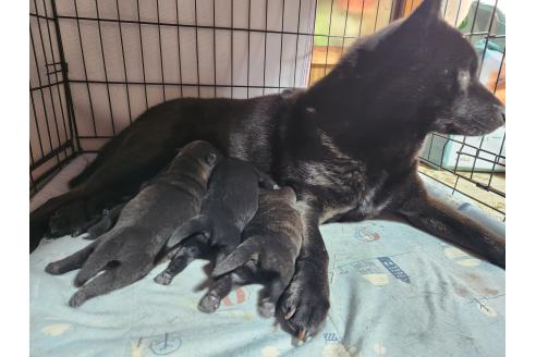 販売中の岡山県の甲斐犬-373757の9枚目